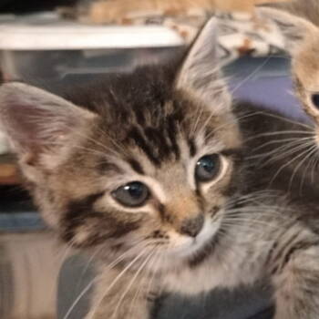 Rescue Tabby Cats for Adoption in Piedmont, Missouri - Joanie (Preview) | PetCurious