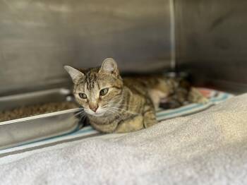 Domestic Short Hair Cats Available for Adoption in Hilton Head Island, South Carolina - Belinda | PetCurious