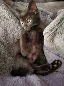 Bart -  Domestic Short Hair Cat for Adoption in Lancaster, Pennsylvania - Bart | PetCurious