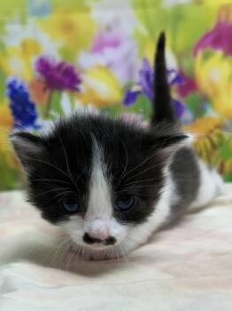 Domestic Short Hair Cats Available for Adoption in San Antonio, Texas - Jupiter | PetCurious
