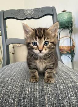 Jacee -  Domestic Medium Hair Cat for Adoption in Chisholm, Minnesota - Jacee | PetCurious