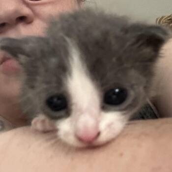 Smokey -  Domestic Medium Hair Cat for Adoption in Greensboro, North Carolina - Smokey | PetCurious