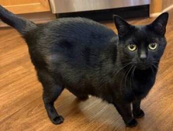 Bellatrix Lastrange -  Domestic Short Hair Cat for Adoption in Raleigh, North Carolina - Bellatrix Lastrange | PetCurious
