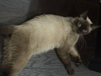 Pumpkin -  Siamese Cat for Adoption in Philadelphia, Pennsylvania - Pumpkin | PetCurious
