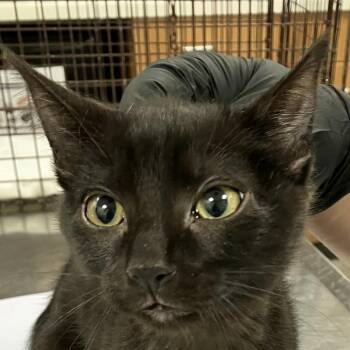 Lilac -  Domestic Short Hair Cat for Adoption in Las Cruces, New Mexico - Lilac | PetCurious