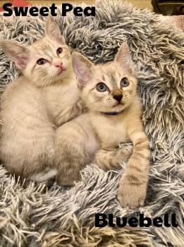 Bluebell -  Siamese and Domestic Short Hair Cat for Adoption in Little Rock, Arkansas - Bluebell | PetCurious