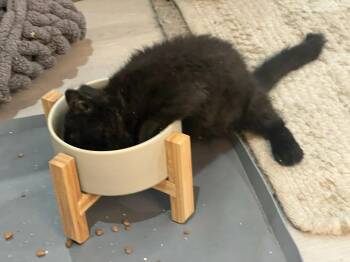 Licorice -  Maine Coon and Domestic Medium Hair Cat for Adoption in Phoenix, Arizona - Licorice | PetCurious
