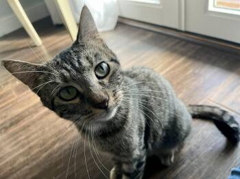 Domestic Short Hair Cats Available for Adoption - June Bug | PetCurious