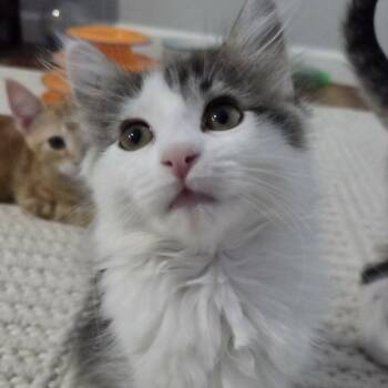 GOGO -  Domestic Medium Hair Cat for Adoption in Loveland, Colorado - GOGO | PetCurious