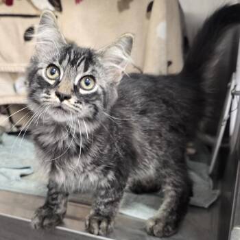 Wink -  Domestic Medium Hair Cat for Adoption in Fort Wayne, Indiana - Wink | PetCurious