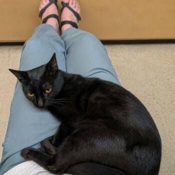 Santos -  Domestic Short Hair Cat for Adoption in Gladstone, Oregon - Santos | PetCurious