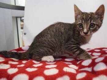 ALEESA -  Domestic Short Hair Cat for Adoption in Sacramento, California - ALEESA | PetCurious