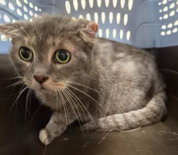 Angel -  Domestic Short Hair Cat for Adoption in Christiansburg, Virginia - Angel | PetCurious