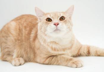 Maine Coon and Tabby Cats Available for Adoption - Skipper Is Just Bubbling With Excitement To Meet You! BONDED WIT | PetCurious