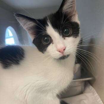 Madame Cheng -  Domestic Short Hair Cat for Adoption in Gloucester, Virginia - Madame Cheng | PetCurious