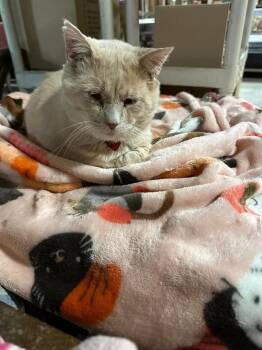Rescue Domestic Short Hair Cats for Adoption in Danville, Kentucky - Sunny | PetCurious