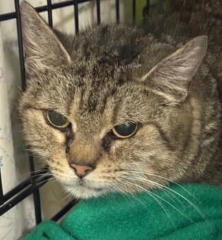 Domestic Short Hair Cats Available for Adoption - Edith | PetCurious