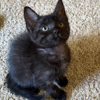 Little Foot K46250 -  Domestic Short Hair Cat for Adoption in Corsicana, Texas - Little Foot K46250 | PetCurious