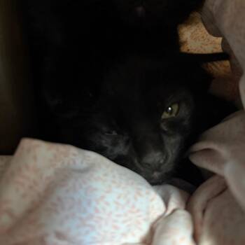 Chris -  Domestic Short Hair Cat for Adoption in Las Vegas, Nevada - Chris | PetCurious