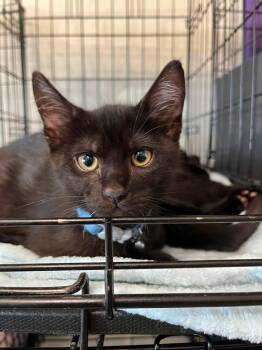 Bleu -  Bombay and Domestic Short Hair Cat for Adoption in Walnut Creek, California - Bleu | PetCurious