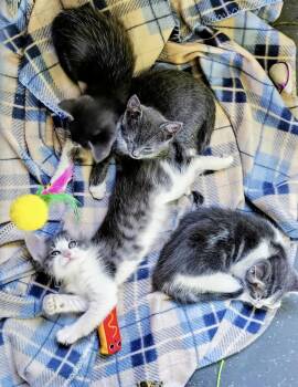 Domestic Short Hair Cats Available for Adoption in Kimberlin Heights, Tennessee - Early Girl | PetCurious