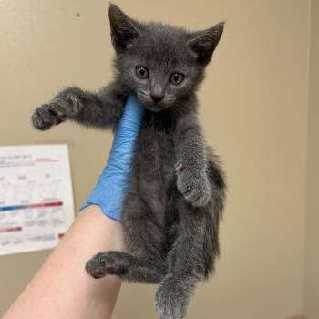 Grigio -  Domestic Short Hair Cat for Adoption in Birmingham, Alabama - Grigio | PetCurious