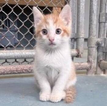 Charlie -  Domestic Short Hair Cat for Adoption in Ogdensburg, New York - Charlie | PetCurious