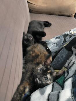 Domestic Short Hair Cats Available for Adoption in Herndon, Virginia - Twister | PetCurious