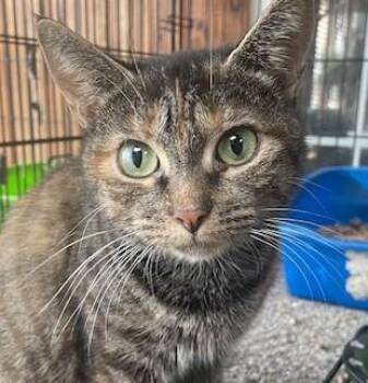 Rescue Domestic Short Hair Cats for Adoption in Rome, Pennsylvania - Wanda | PetCurious