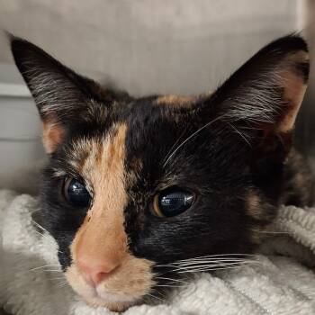 Rescue Domestic Short Hair Cats for Adoption in Lakeland, Florida - Savannah | PetCurious