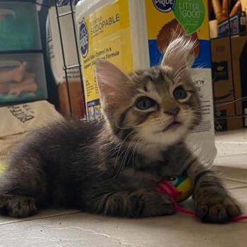 Yellow Card -  Domestic Long Hair Cat for Adoption in Boerne, Texas - Yellow Card | PetCurious