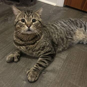 Domestic Short Hair Cats Available for Adoption in Bellmawr, New Jersey - Sirloin | PetCurious