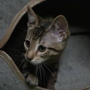Willow -  Domestic Short Hair Cat for Adoption in Liverpool, Texas - Willow | PetCurious