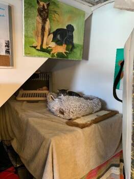 Domestic Short Hair Cats Available for Adoption - Blue | PetCurious