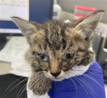 Rescue Domestic Short Hair Cats for Adoption in Dallas, Texas - TOM TOM | PetCurious