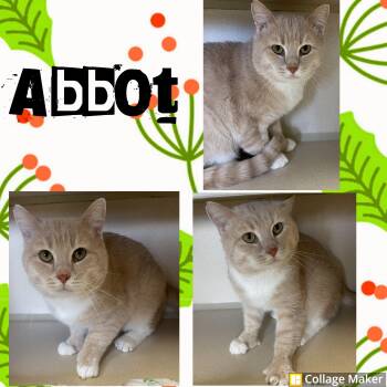 Rescue Domestic Short Hair Cats for Adoption in Clearfield, Pennsylvania - Abbot | PetCurious