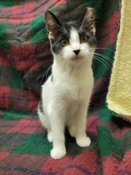 Rescue Domestic Short Hair Cats for Adoption in Lorain, Ohio - Oreo | PetCurious
