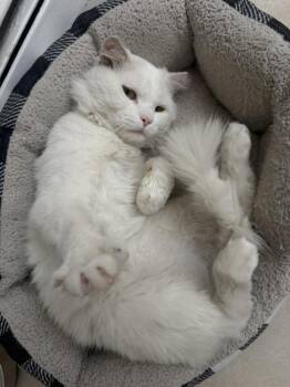 Casper -  Domestic Short Hair Cat for Adoption in Chicago, Illinois - Casper | PetCurious