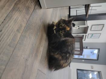 Rescue Domestic Long Hair Cats for Adoption in Fertile, Minnesota - Vivian | PetCurious