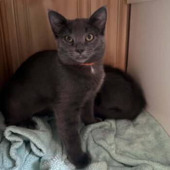 7-11 Hoffman -  Domestic Short Hair Cat for Adoption in Eagle Mountain, Utah - 7-11 Hoffman | PetCurious