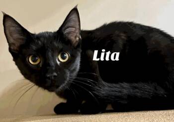 Rescue Domestic Medium Hair Cats for Adoption in Owasso, Oklahoma - Lita | PetCurious