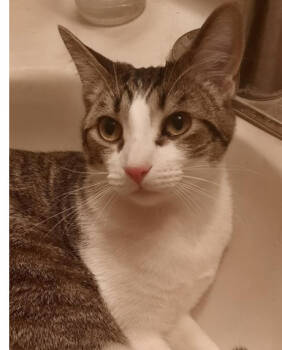 Rescue Domestic Short Hair Cats for Adoption in Albany, Wisconsin - Nash | PetCurious