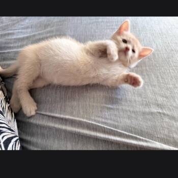 Mr.Potatoe -  Domestic Short Hair Cat for Adoption in Calimesa, California - Mr.Potatoe | PetCurious
