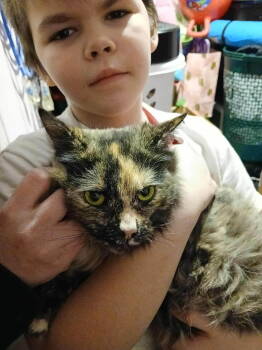 Rescue Domestic Long Hair Cats for Adoption in Wasilla, Alaska - Afina | PetCurious