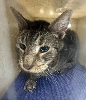 Trucker -  Domestic Short Hair Cat for Adoption - Trucker | PetCurious