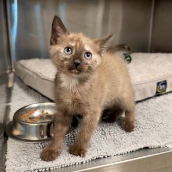 Shade -  Domestic Short Hair Cat for Adoption in League City, Texas - Shade | PetCurious