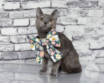 Sugar Pie -  Dilute Tortoiseshell and Domestic Short Hair Cat for Adoption in Tuscaloosa, Alabama - Sugar Pie | PetCurious