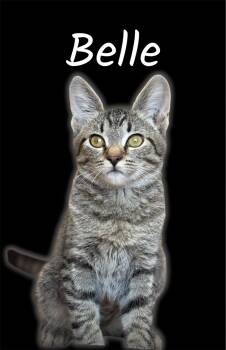 Belle -  Domestic Short Hair Cat for Adoption in Auburn, California - Belle | PetCurious