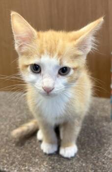 Leonidas -  Domestic Short Hair Cat for Adoption in West Chester, Pennsylvania - Leonidas | PetCurious