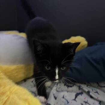 Domestic Short Hair Cats Available for Adoption in Fredericksburg, Virginia - Yellow Rain Coat | PetCurious
